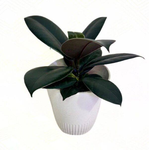 Rubber Plant - Burgundy, Ficus elastica 4in