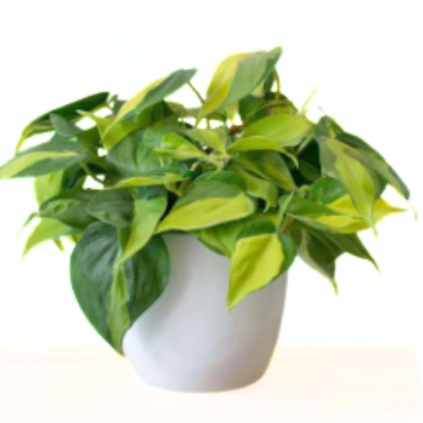 Heart Leaf - Brasil Philodendron 4in