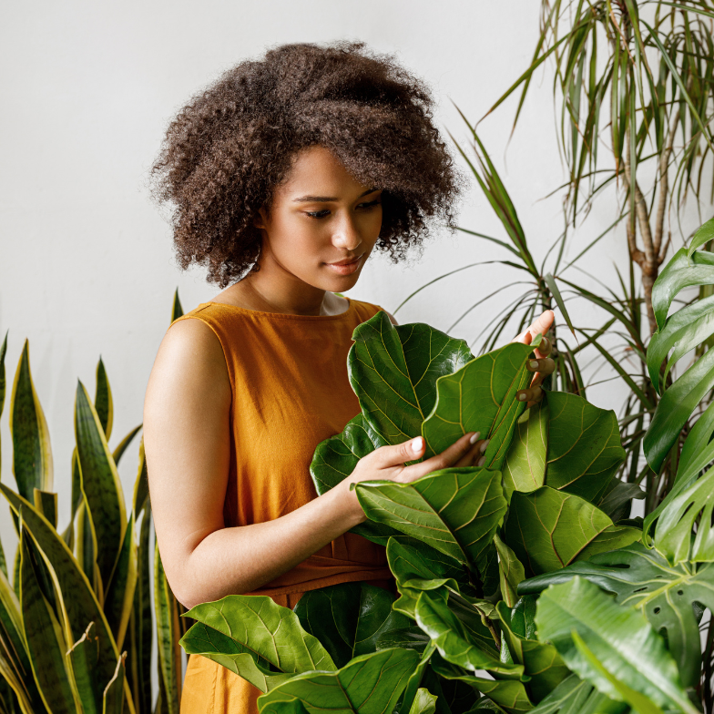 Woman caring for fiddle fig plant