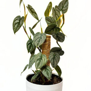 'silver leaf philodendron' 'philodendron brandtianum'