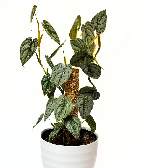 'silver leaf philodendron' 'philodendron brandtianum'