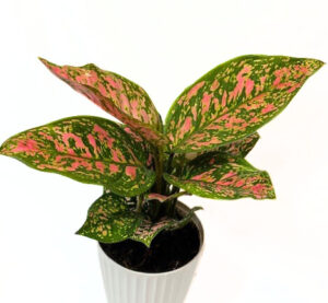 'lady valentine' 'aglaonema'