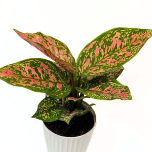 'lady valentine' 'aglaonema'