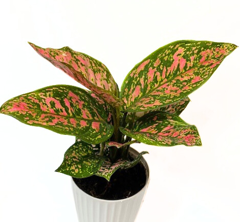 'lady valentine' 'aglaonema'