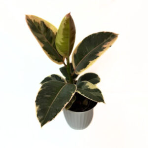 'tineke' 'ficus elastica'