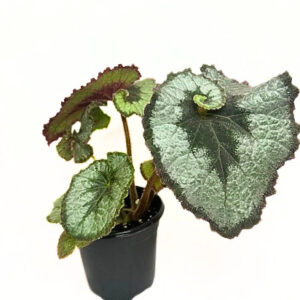 "Begonia Escargot"