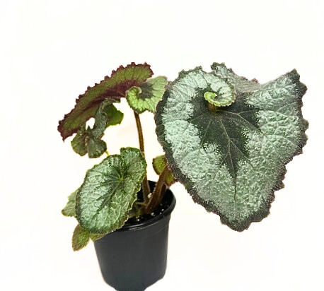 "Begonia Escargot"