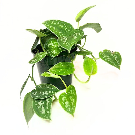 'silver lady' 'satin pothos' 'scindapus pictus'