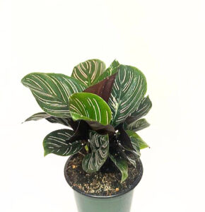 'Calathea ornata' 'Prayer Plant'