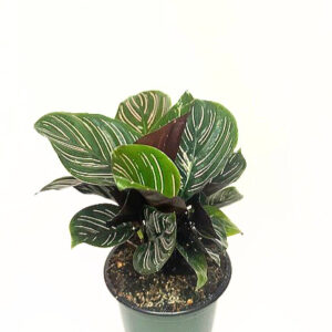 'Calathea ornata' 'Prayer Plant'