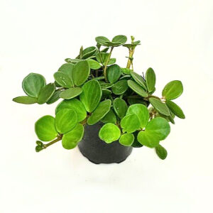 'Peperomia' Peperomia Hope' 'Radiator plant'