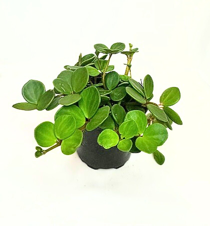 'Peperomia' Peperomia Hope' 'Radiator plant'