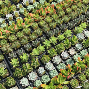 Succulent Flat (20 Pack) 2in